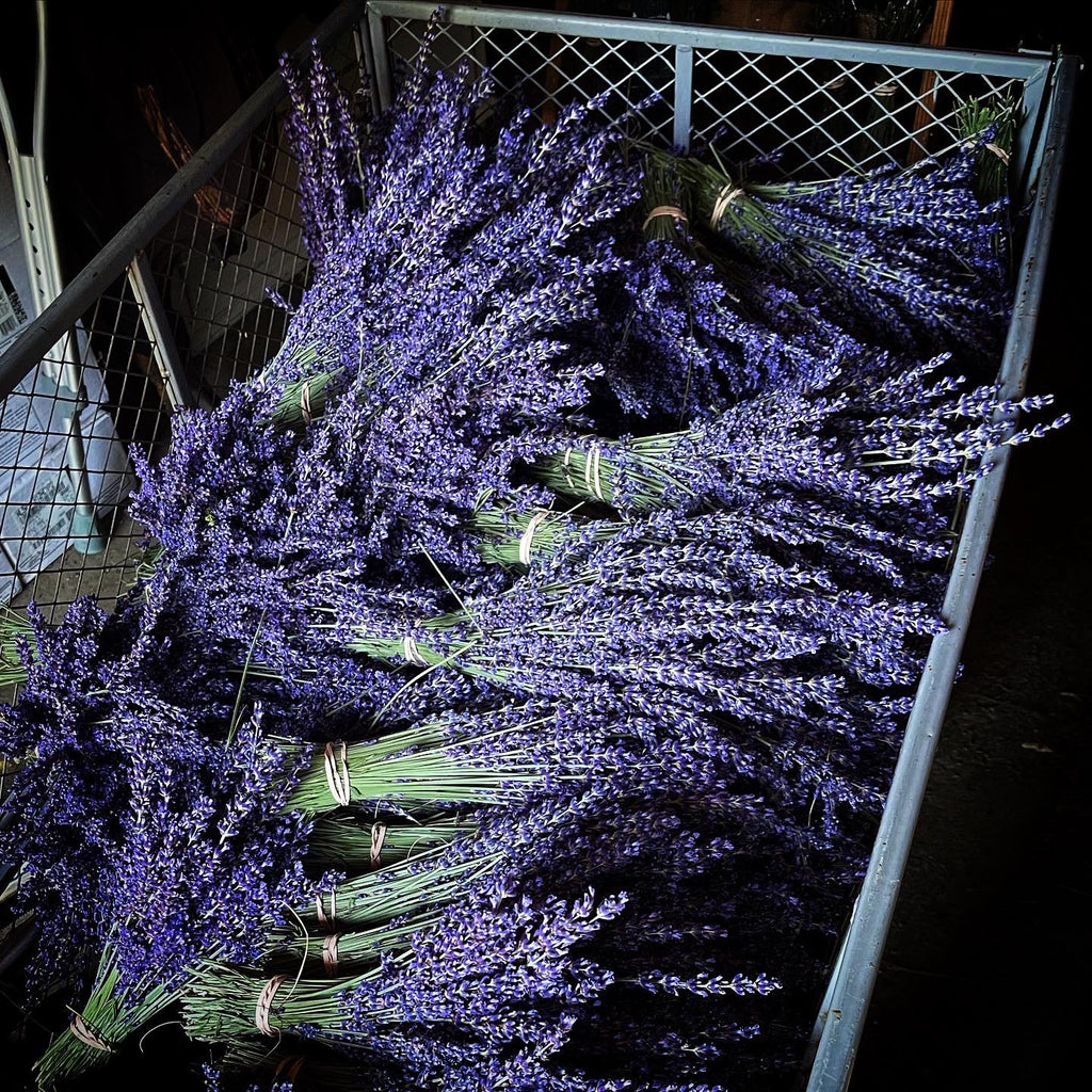 Trumbull Farms’ English Folgate Lavender Bunch