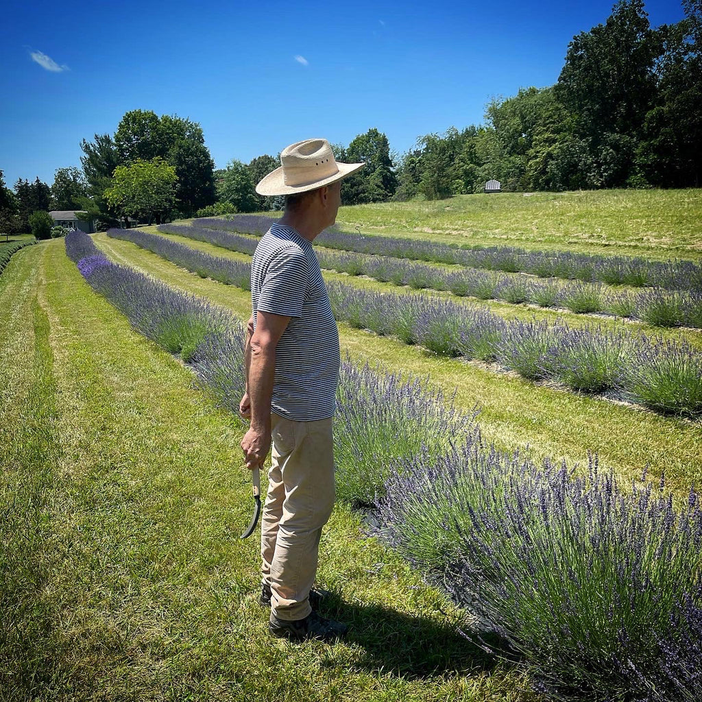 Trumbull Farms’ French English Hybrid Lavender Bunch